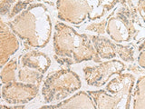 CNPY3 Polyclonal Antibody Reactivity Human