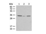 CNPY3 Polyclonal Antibody Reactivity Human