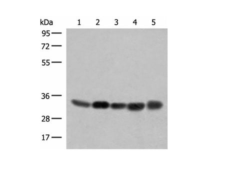 COPE Polyclonal Antibody