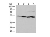 FLOT2 Polyclonal Antibody Reactivity Human