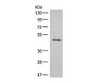 SCRN2 Polyclonal Antibody Reactivity Human
