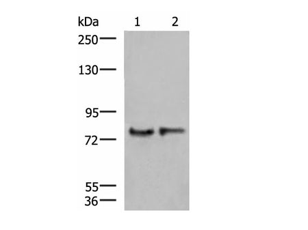 GPSM1 Polyclonal Antibody Reactivity Human