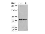 GPSM1 Polyclonal Antibody Reactivity Human