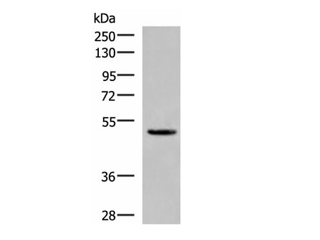 PSMD12 Polyclonal Antibody Reactivity Human