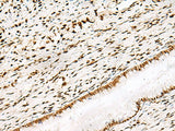 DNPEP Polyclonal Antibody Reactivity Human