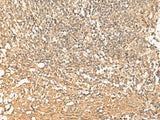 PWP1 Polyclonal Antibody Reactivity Human