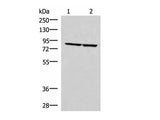 ABLIM3 Polyclonal Antibody Reactivity Human