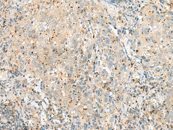 EIF3L Polyclonal Antibody Reactivity Human