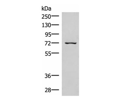 EIF2AK1 Polyclonal Antibody Reactivity Human