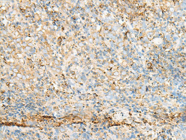 PDIA4 Polyclonal Antibody Reactivity Human