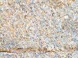 PDIA4 Polyclonal Antibody Reactivity Human
