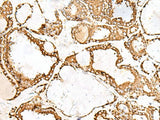PDIA4 Polyclonal Antibody Reactivity Human