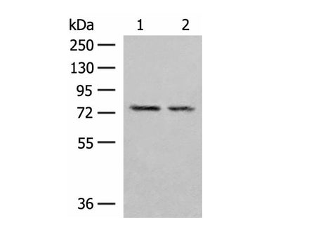 PDIA4 Polyclonal Antibody Reactivity Human