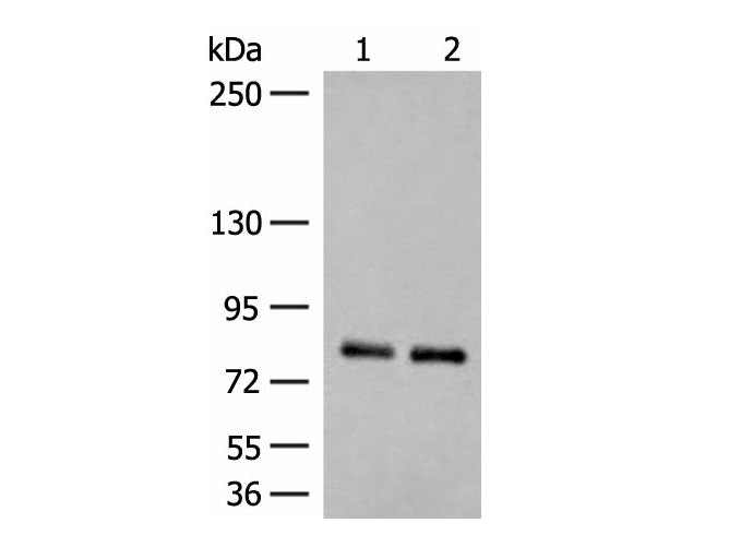 NGEF Polyclonal Antibody Reactivity Human, Biomarkers, Elabscience Biotechnology, MSE Supplies