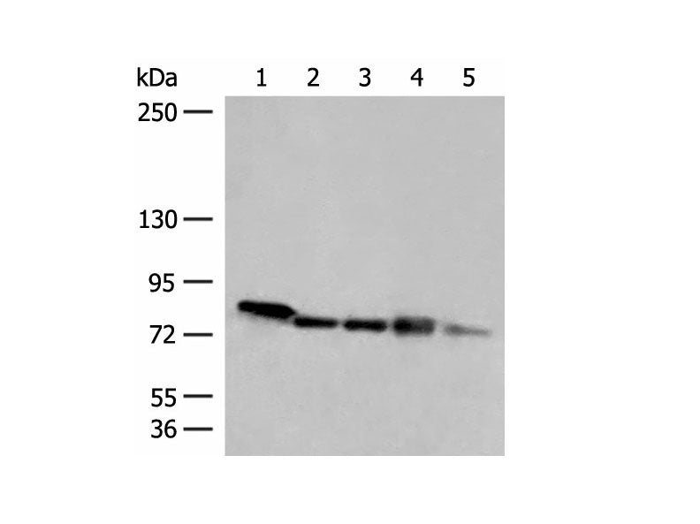 MCCC1 Polyclonal Antibody Reactivity Human