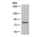 TTC12 Polyclonal Antibody