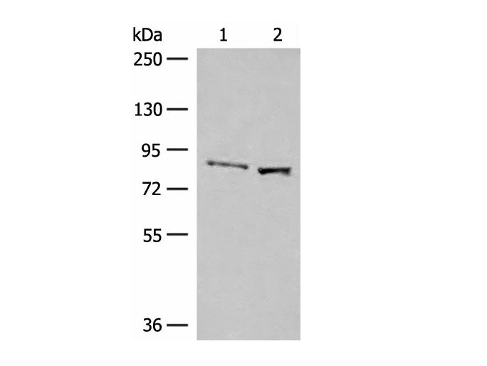 SLC26A3 Polyclonal Antibody Reactivity Human