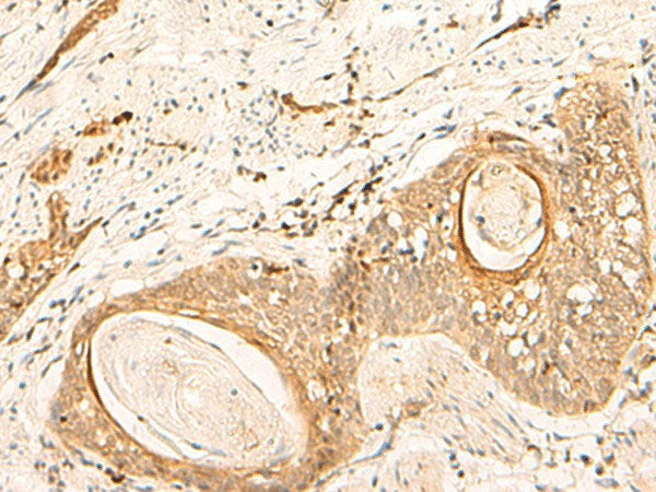 EIF3C Polyclonal Antibody Reactivity Human