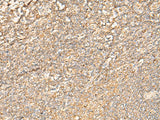 EIF3C Polyclonal Antibody Reactivity Human