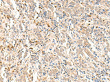 RBM19 Polyclonal Antibody Reactivity Human