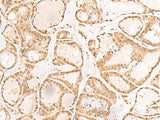 RBM19 Polyclonal Antibody Reactivity Human
