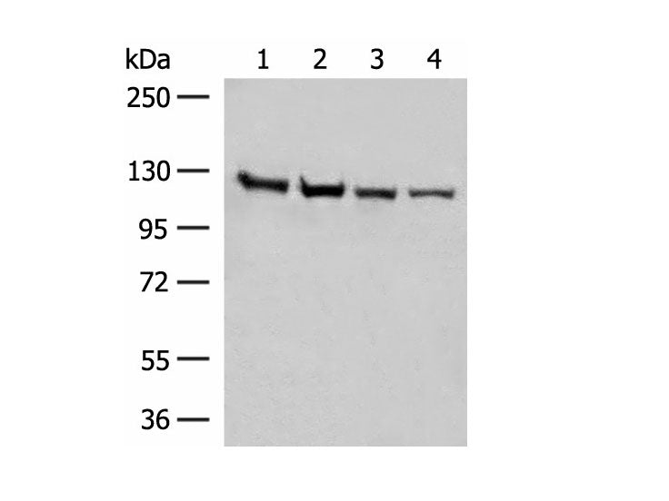 IPO11 Polyclonal Antibody Reactivity Human