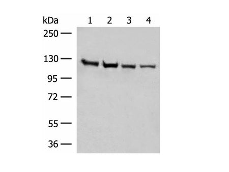 IPO11 Polyclonal Antibody Reactivity Human