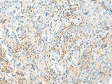 ENSA Polyclonal Antibody Reactivity Human