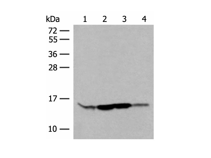 RPP14 Polyclonal Antibody