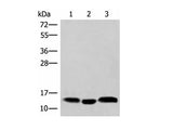 HBE1 Polyclonal Antibody Reactivity Human
