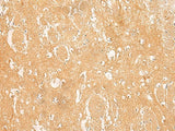 ARPC5L Polyclonal Antibody Reactivity Human