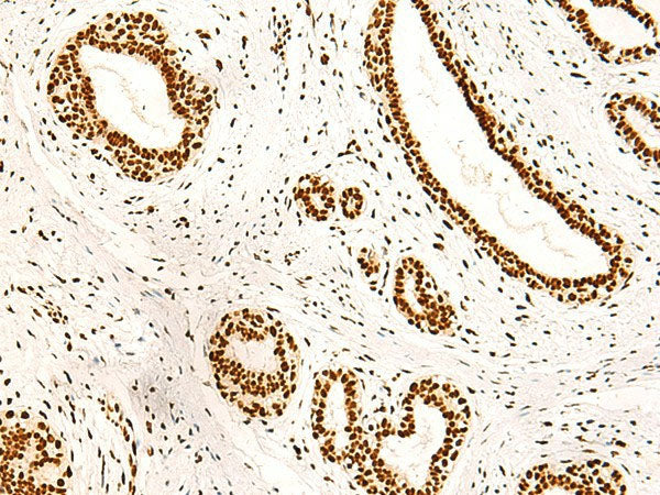 ILF3 Polyclonal Antibody Reactivity Human