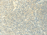 FMNL2 Polyclonal Antibody Reactivity Human
