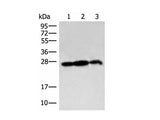 PDAP1 Polyclonal Antibody Reactivity Human