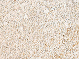 GINS2 Polyclonal Antibody