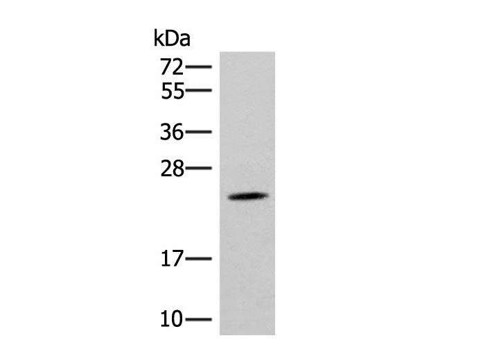 TBPL1 Polyclonal Antibody Reactivity Human