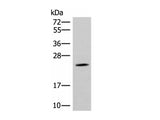 TBPL1 Polyclonal Antibody Reactivity Human
