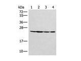 SSSCA1 Polyclonal Antibody Reactivity Human