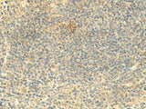 ARL4D Polyclonal Antibody Reactivity Human