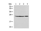 RPL13A Polyclonal Antibody Reactivity Human