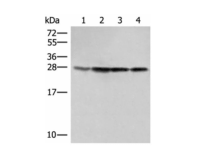 SEC22B Polyclonal Antibody Reactivity Human