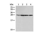 SEC22B Polyclonal Antibody Reactivity Human