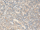 MOB1A Polyclonal Antibody Reactivity Human