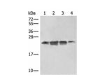 EIF3K Polyclonal Antibody Reactivity Human