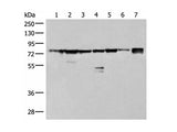 THNSL1 Polyclonal Antibody Reactivity Human