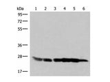 GSTK1 Polyclonal Antibody Reactivity Human