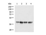 MRPS35 Polyclonal Antibody Reactivity Human