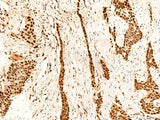 METTL1 Polyclonal Antibody Reactivity Human