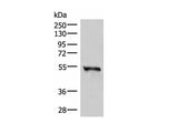 RETREG1 Polyclonal Antibody Reactivity Human