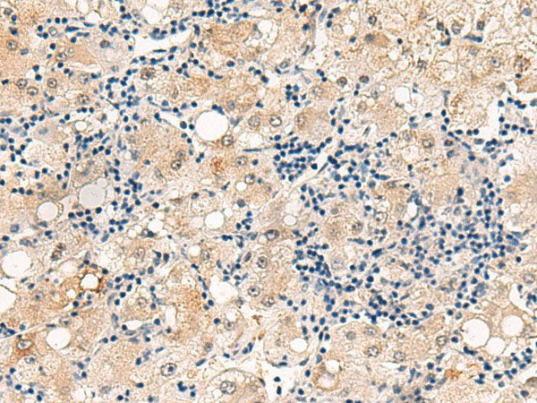 DUSP7 Polyclonal Antibody Reactivity Human
